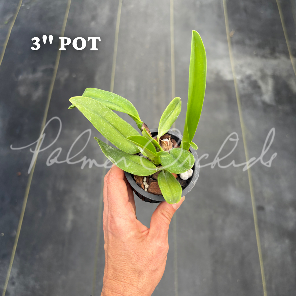 Cattleya dowiana f. rosita — Palmer Orchids